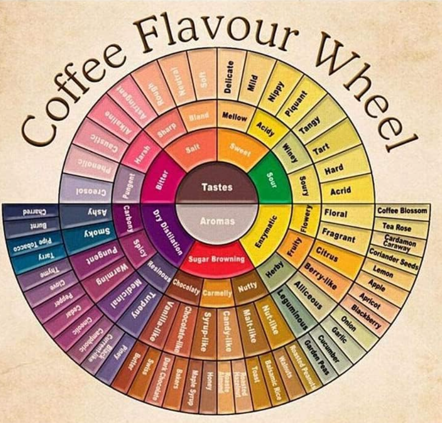 Desbloquea los Secretos en tu Taza: Una Guía de la Rueda de Sabores del Café