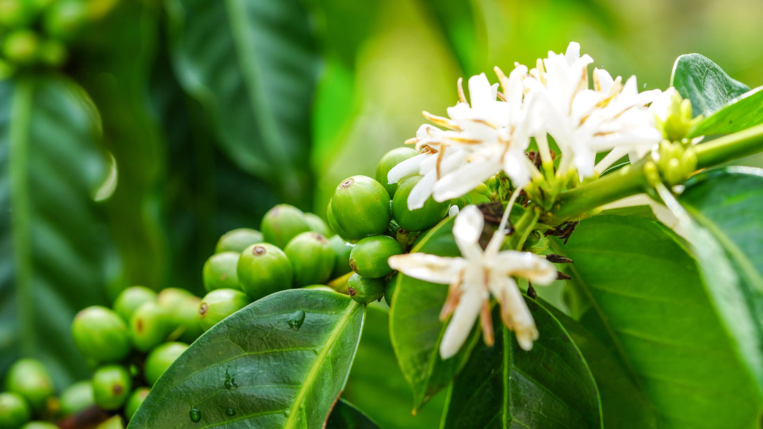 Nuestros Procesos de Café en Balam: Del Grano a Tu Taza