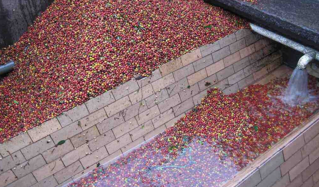 The Washed Coffee Process - From Cherry to Clarity