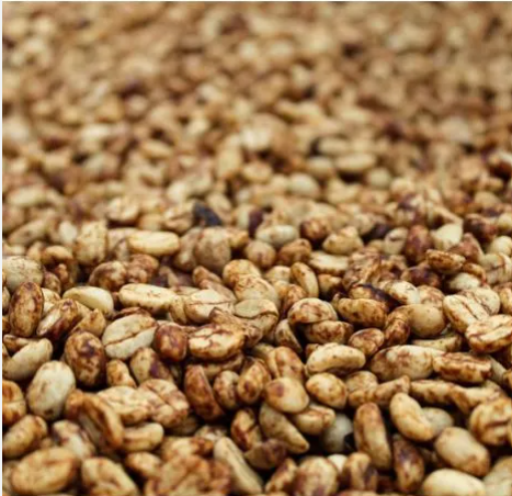 The Sweet Secret: Unveiling Coffee's Honey Process