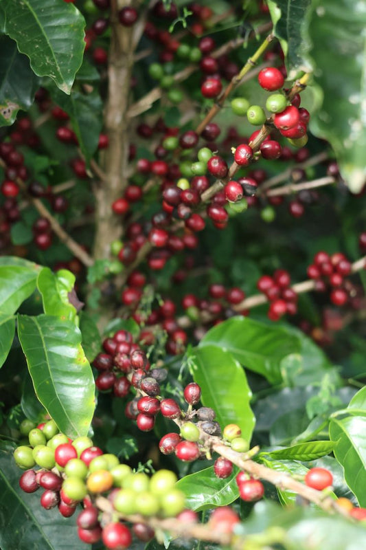 The Secret of the "Blue Zone": Our Single Origin Coffee from Nicoya, Costa Rica