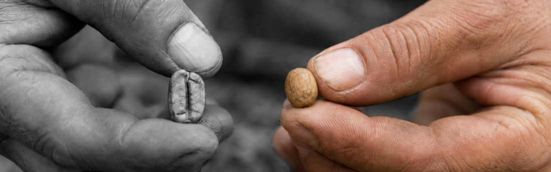 What Is Peaberry Coffee? The Rare, Round Bean Explained