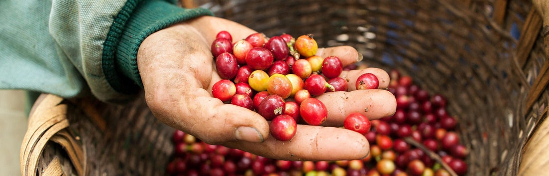Our Coffee Processes at Balam: From Bean to Your Cup