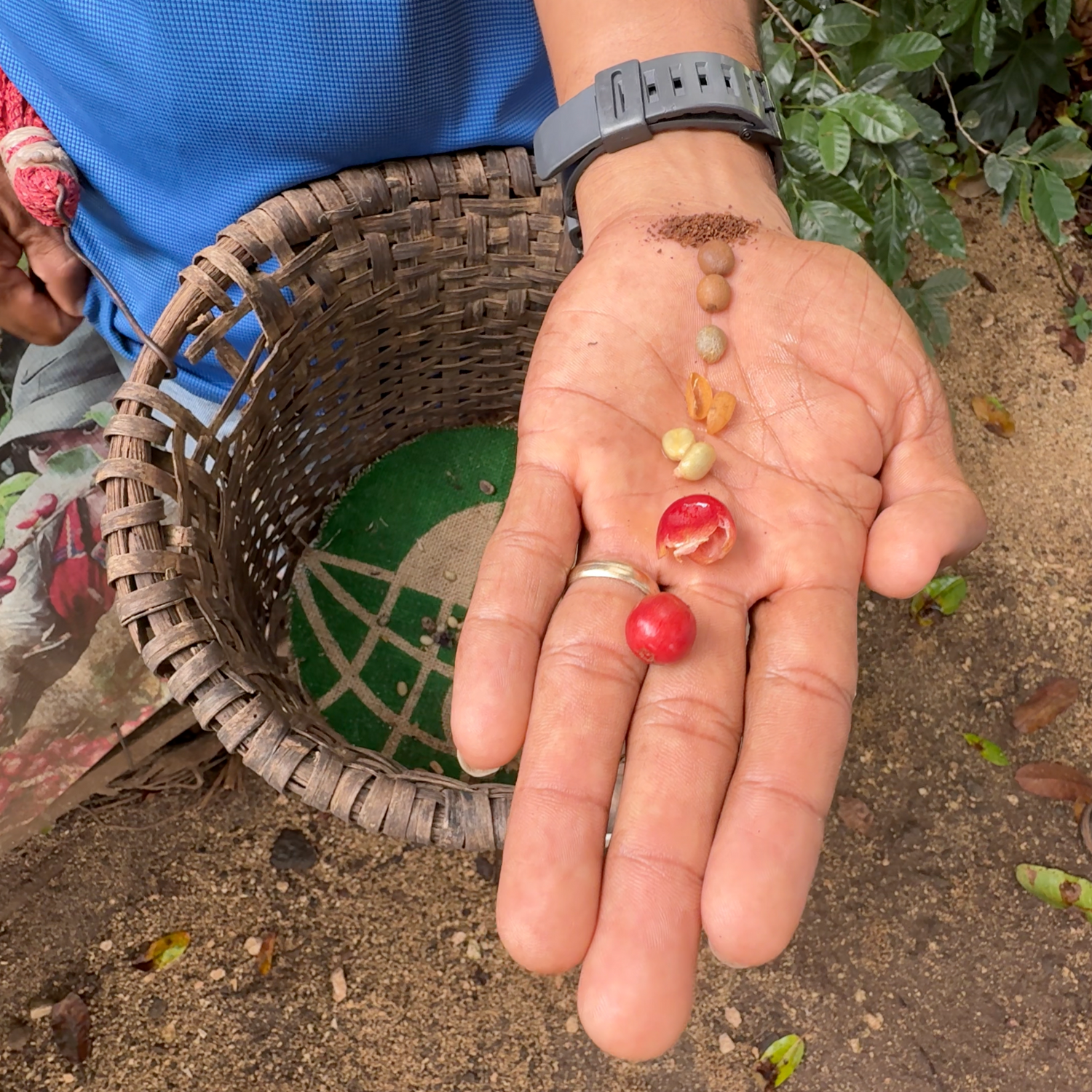 Coffee bean seen through various stages of processing from whole cherry to processed and ground
